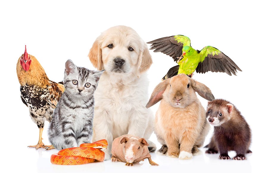 Servizi per animali